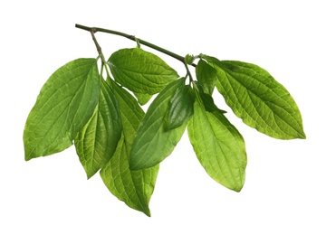 Branch with green leaves on white background