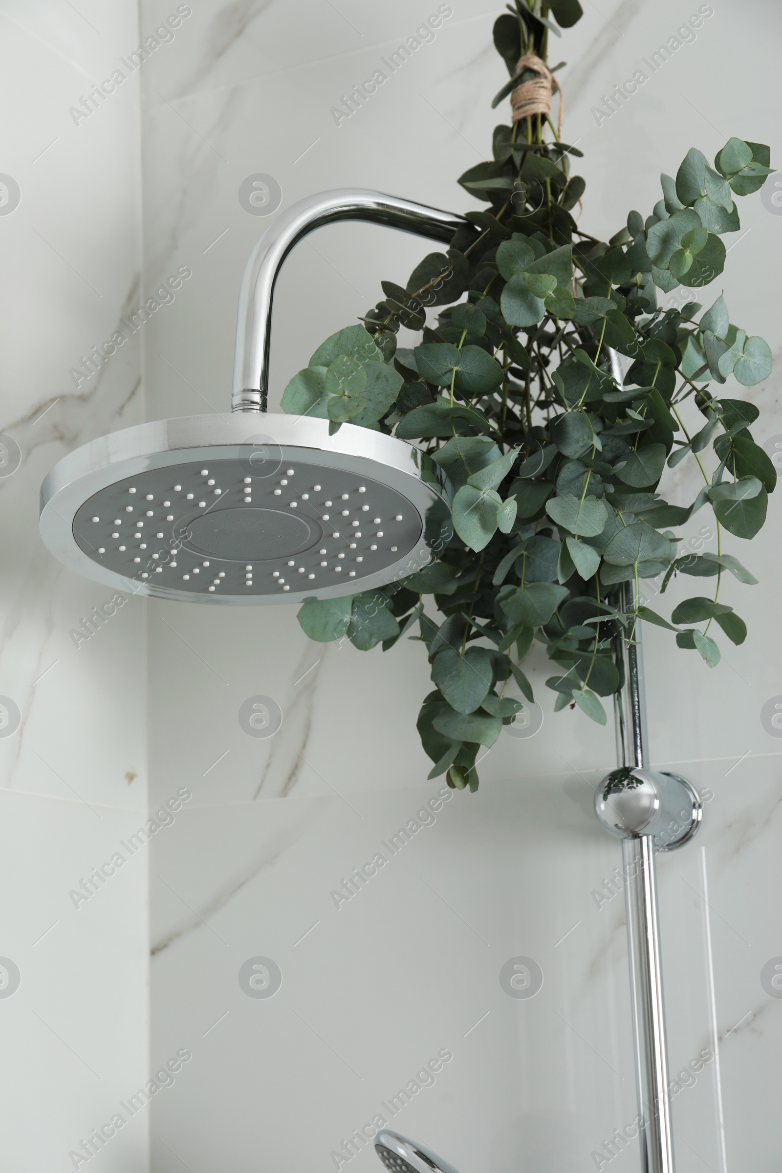 Photo of Branches with green eucalyptus leaves in shower