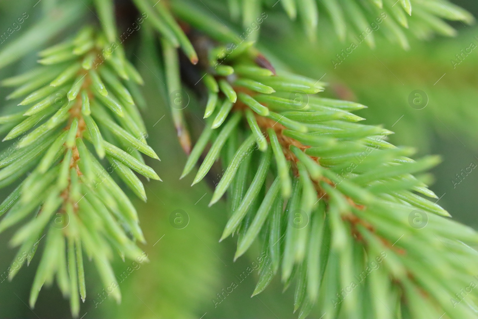 Photo of Branch of fir tree on blurred background, macro view