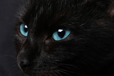 Photo of Black cat with beautiful eyes on dark background, closeup