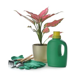 Aglaonema in pot, houseplant fertilizer and gardening tools on white background