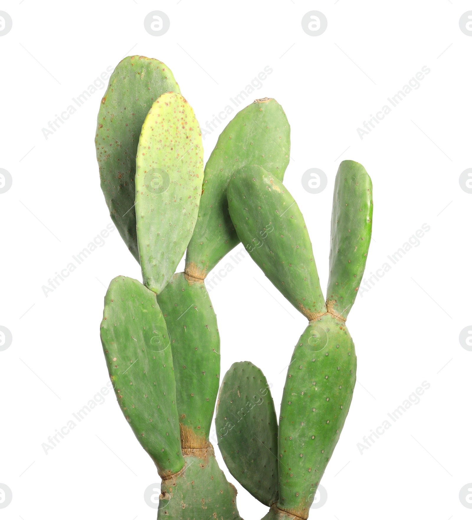 Photo of Beautiful cactus on white background. Tropical plant