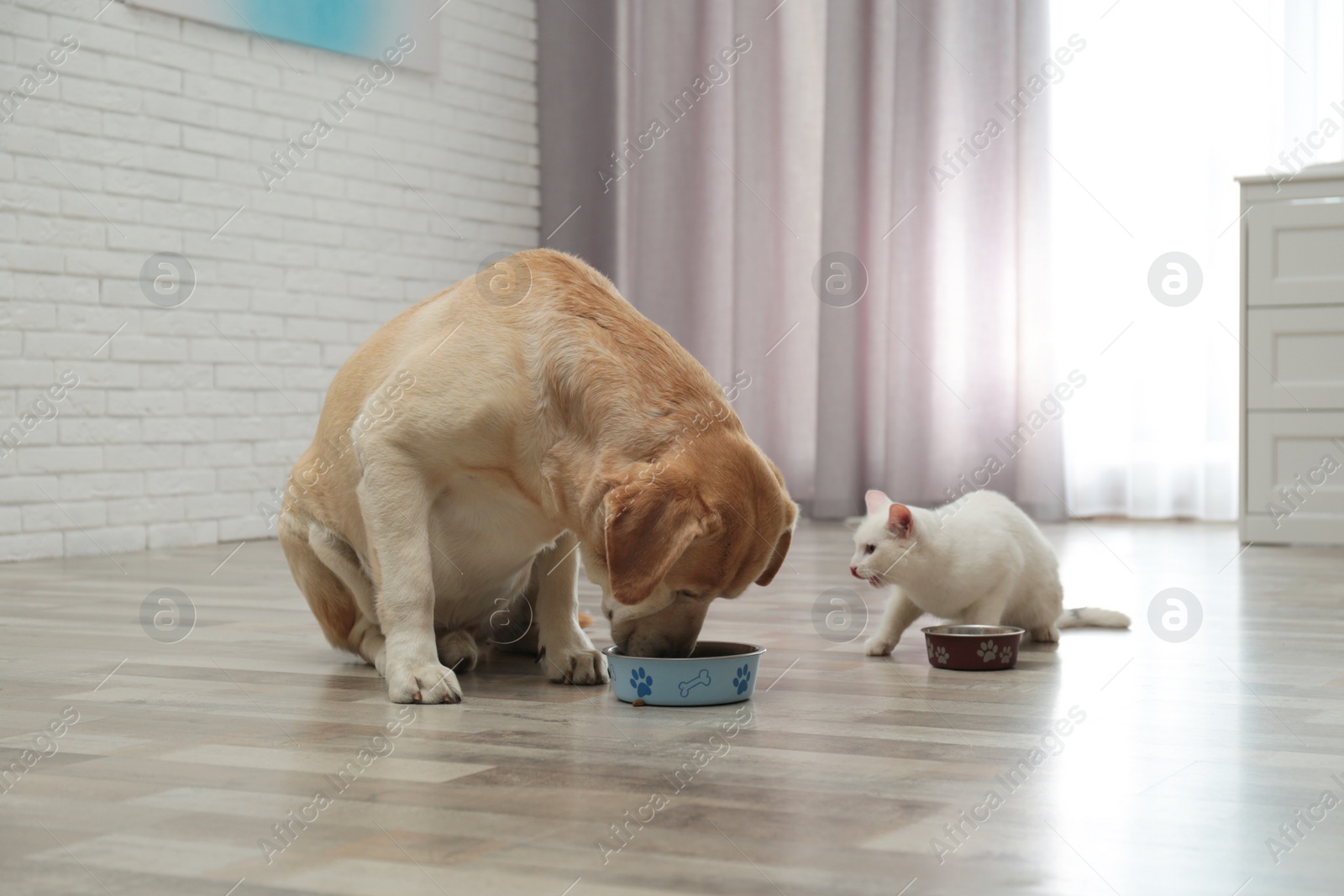 Photo of Adorable dog and cat eating together on floor indoors. Friends forever