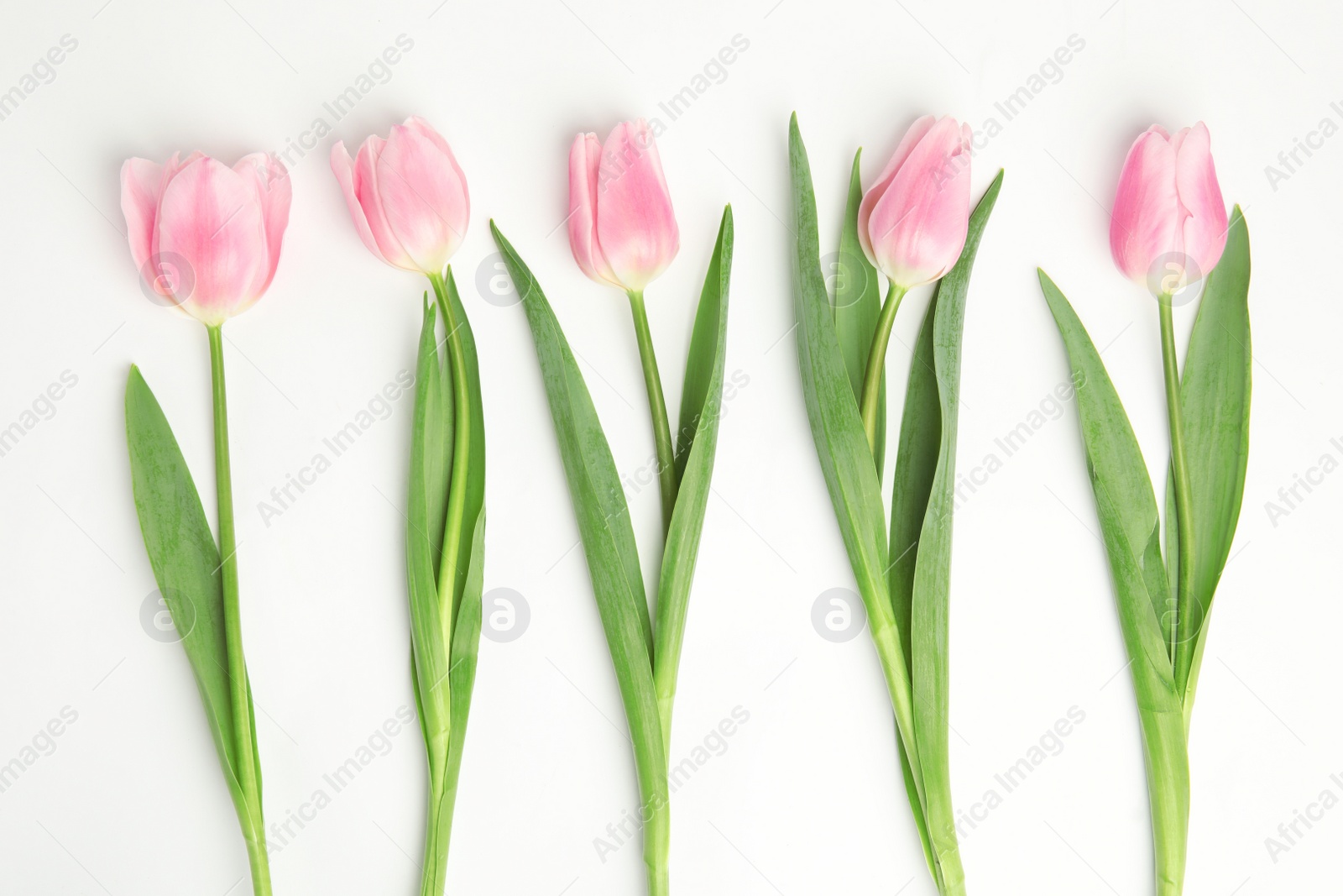 Photo of Beautiful pink spring tulips on white background, top view