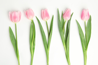 Photo of Beautiful pink spring tulips on white background, top view