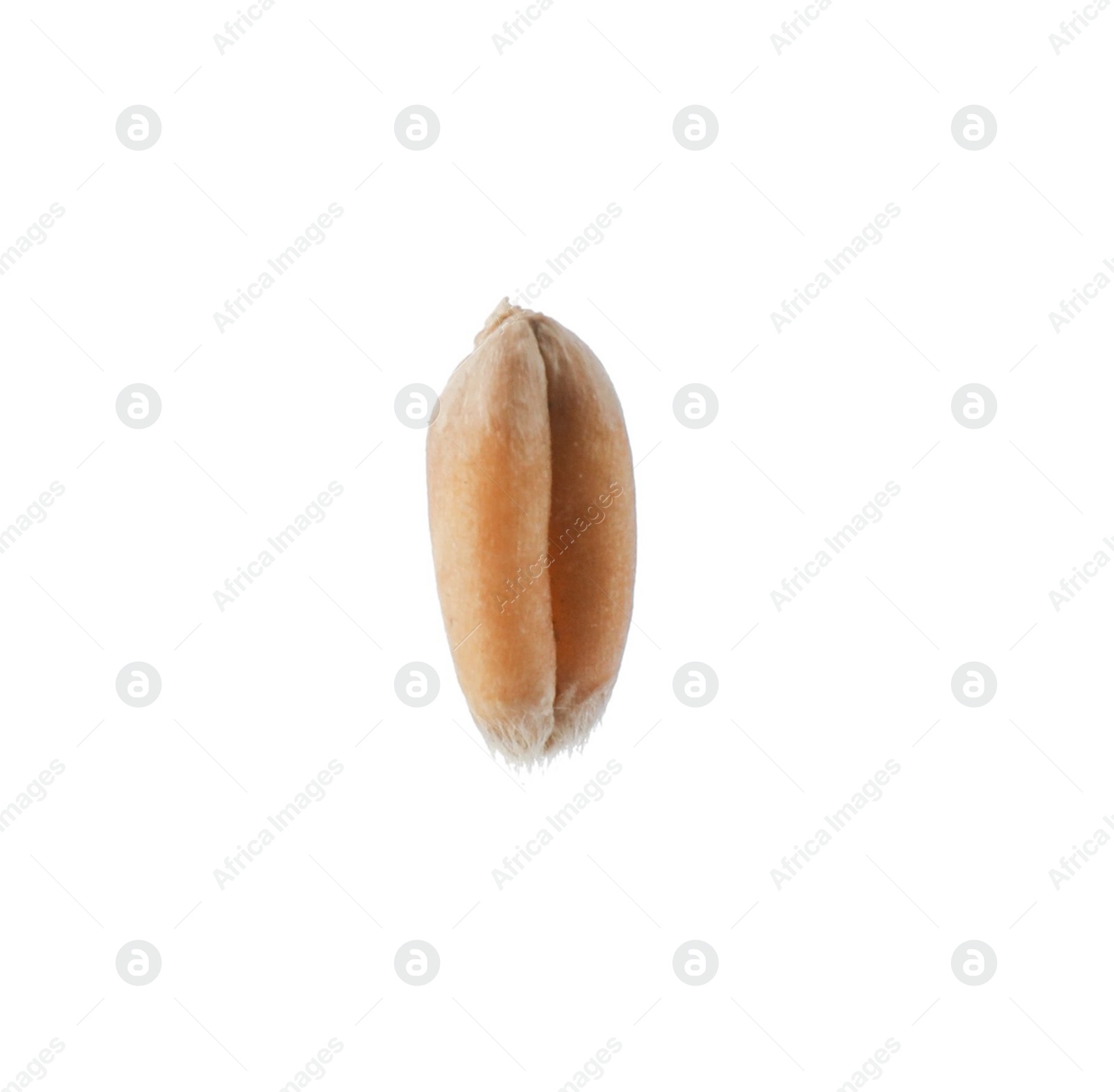 Photo of Dry golden wheat grain isolated on white