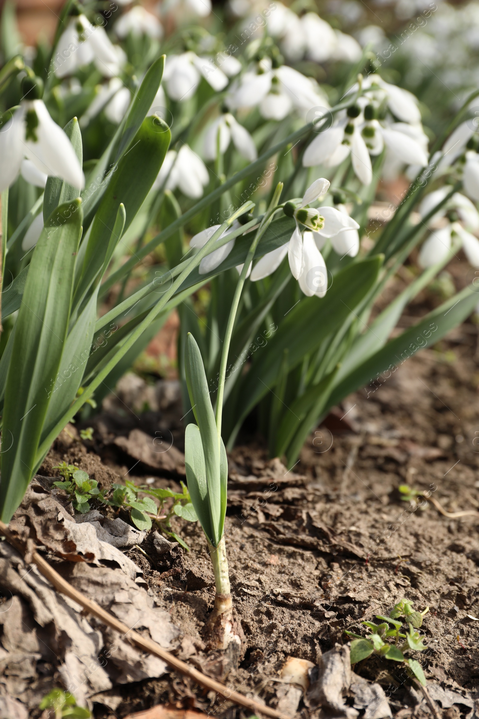 Photo of Beautiful white blooming snowdrops growing outdoors, closeup