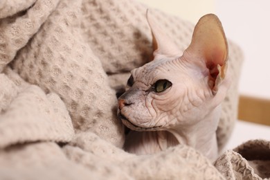 Beautiful Sphynx cat wrapped in soft blanket at home, closeup. Lovely pet