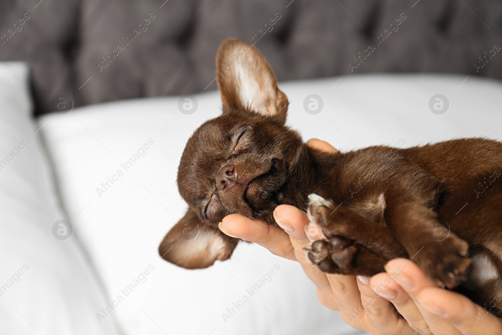 Photo of Woman holding sleeping cute small Chihuahua dog against blurred background, closeup