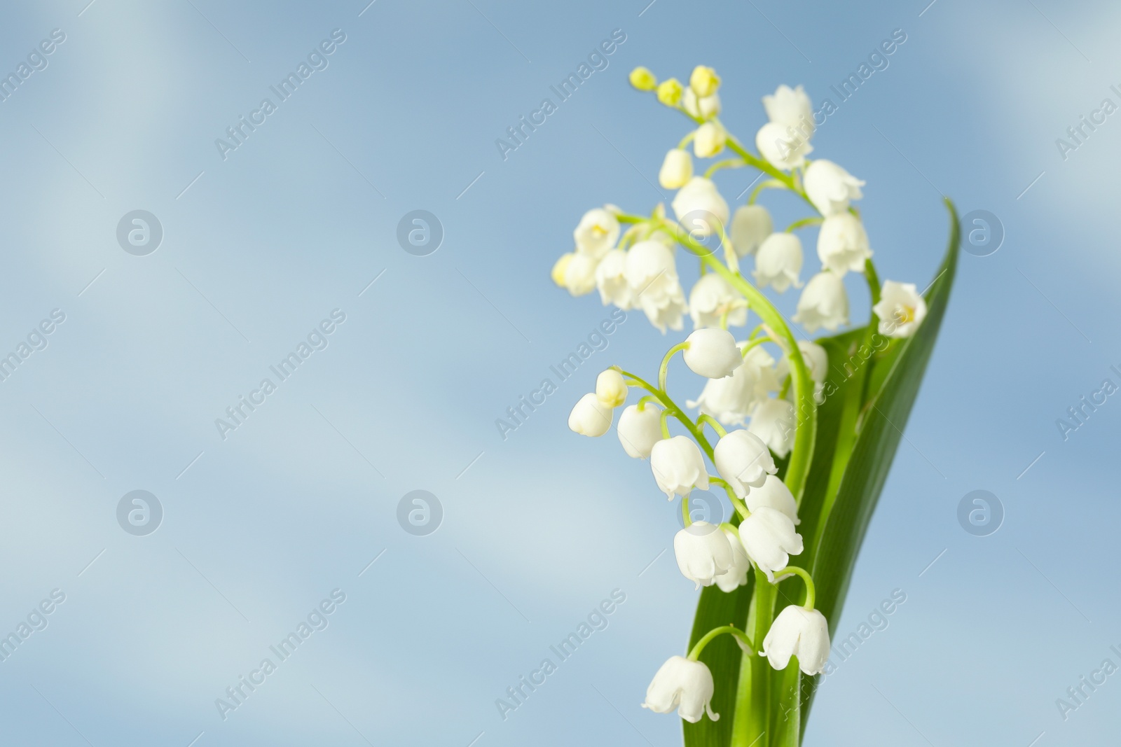 Photo of Beautiful lily of the valley flowers against blue sky, closeup. Space for text