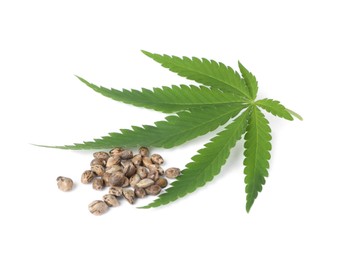 Fresh green hemp leaf and seeds on white background