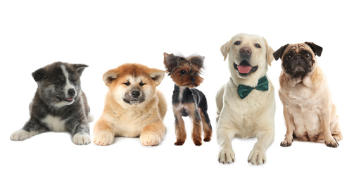 Image of Group of different dogs on white background