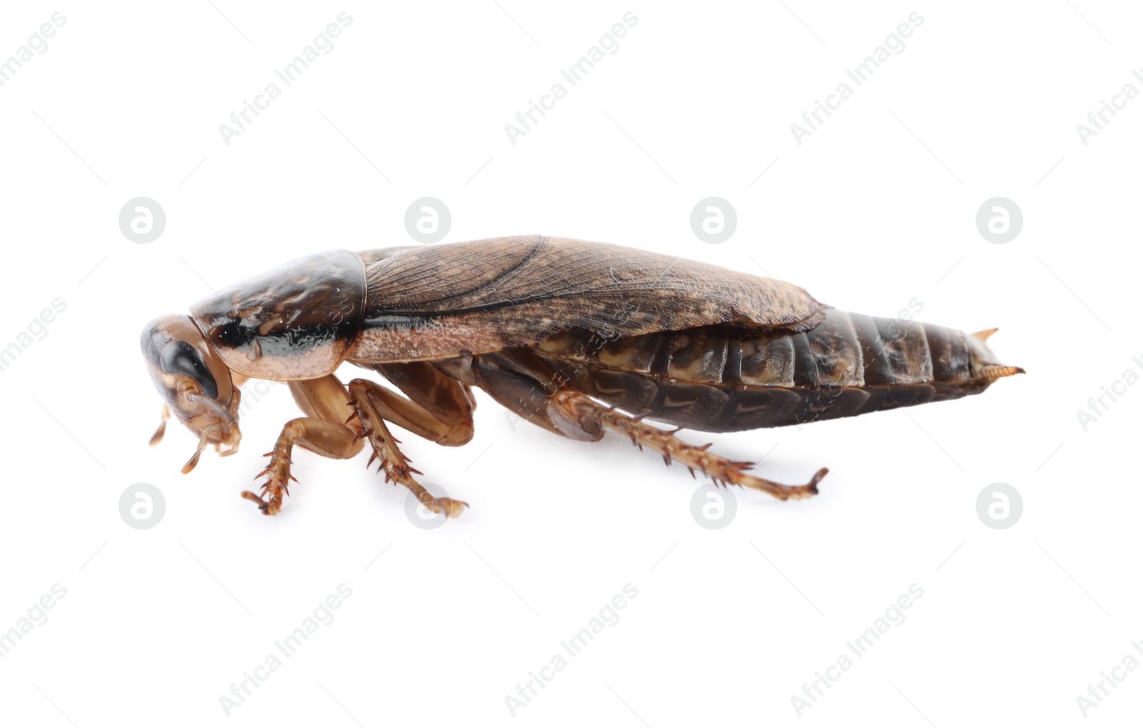 Photo of Brown cockroach isolated on white. Pest control