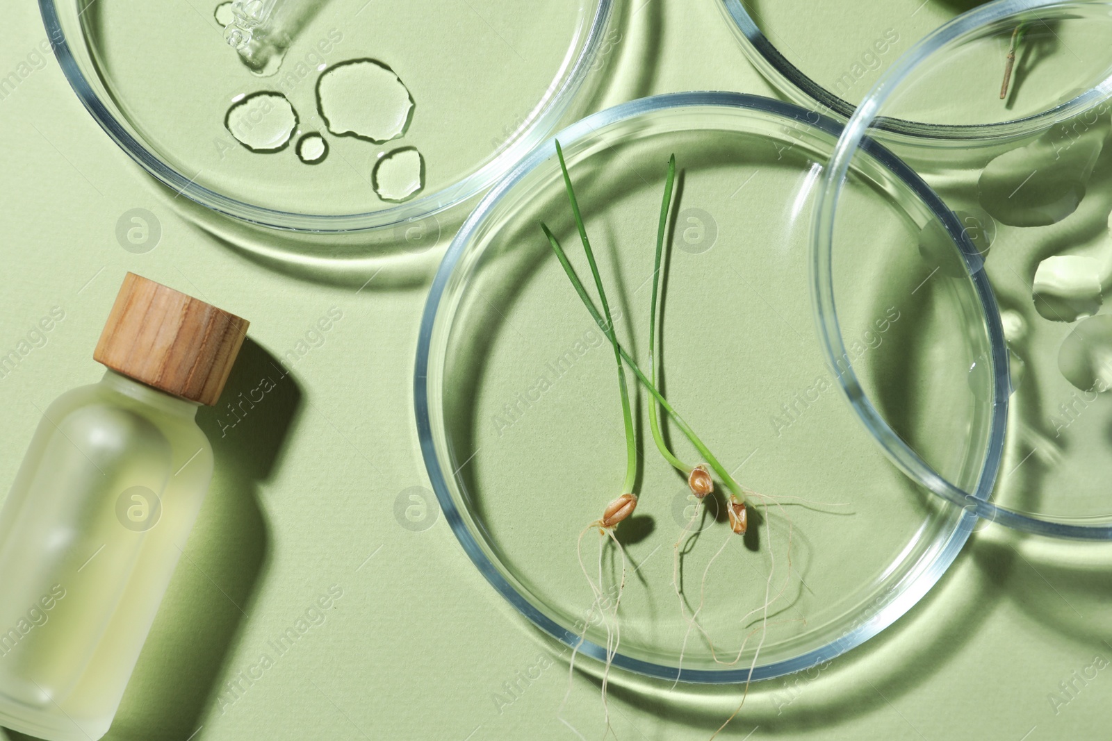 Photo of Flat lay composition with Petri dishes and plants on pale light green background