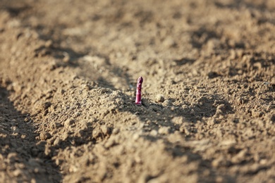 Photo of Young sprout in field on sunny spring day, closeup