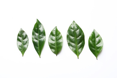 Photo of Fresh green coffee leaves on white background, top view