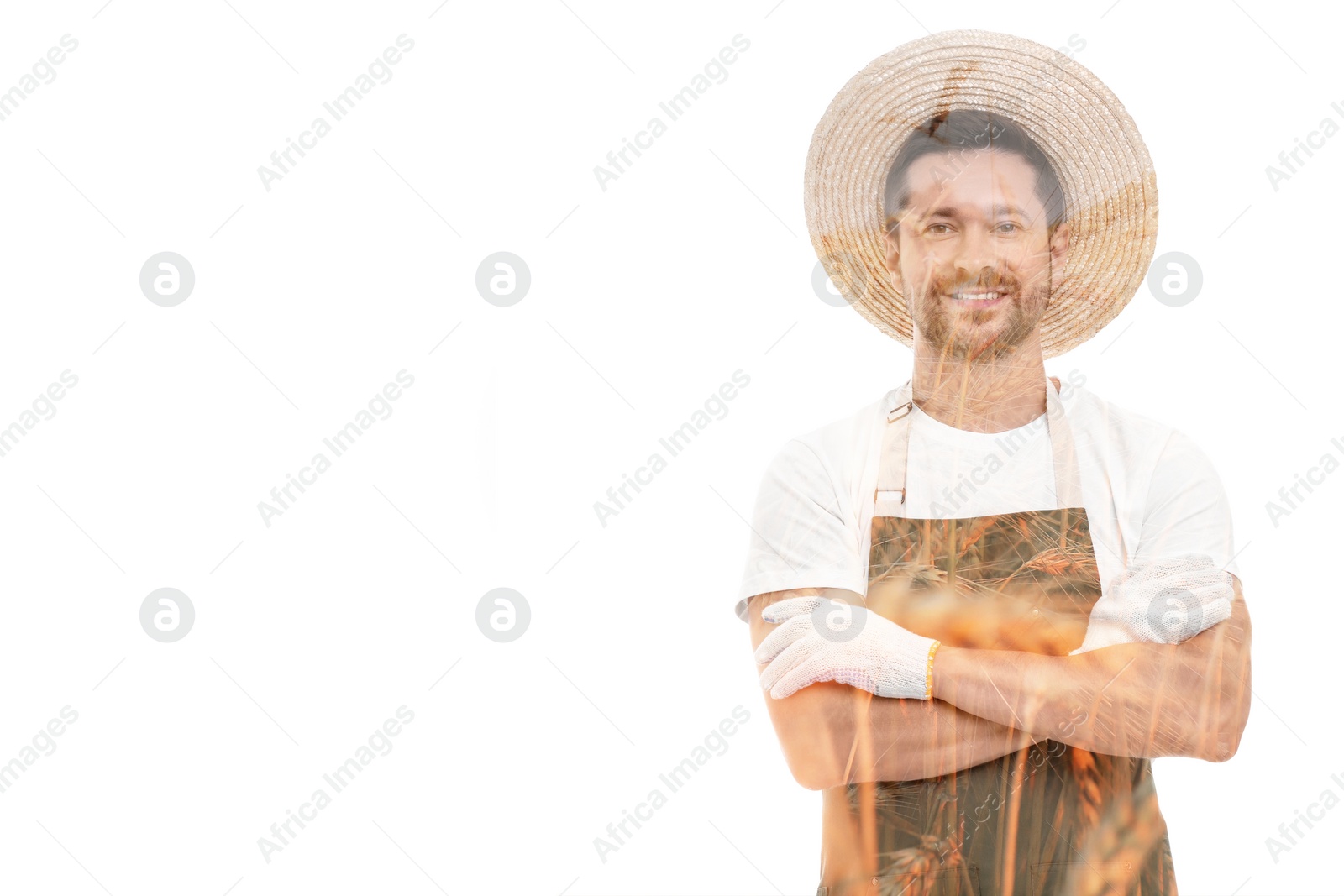 Image of Double exposure of happy farmer and wheat field on white background