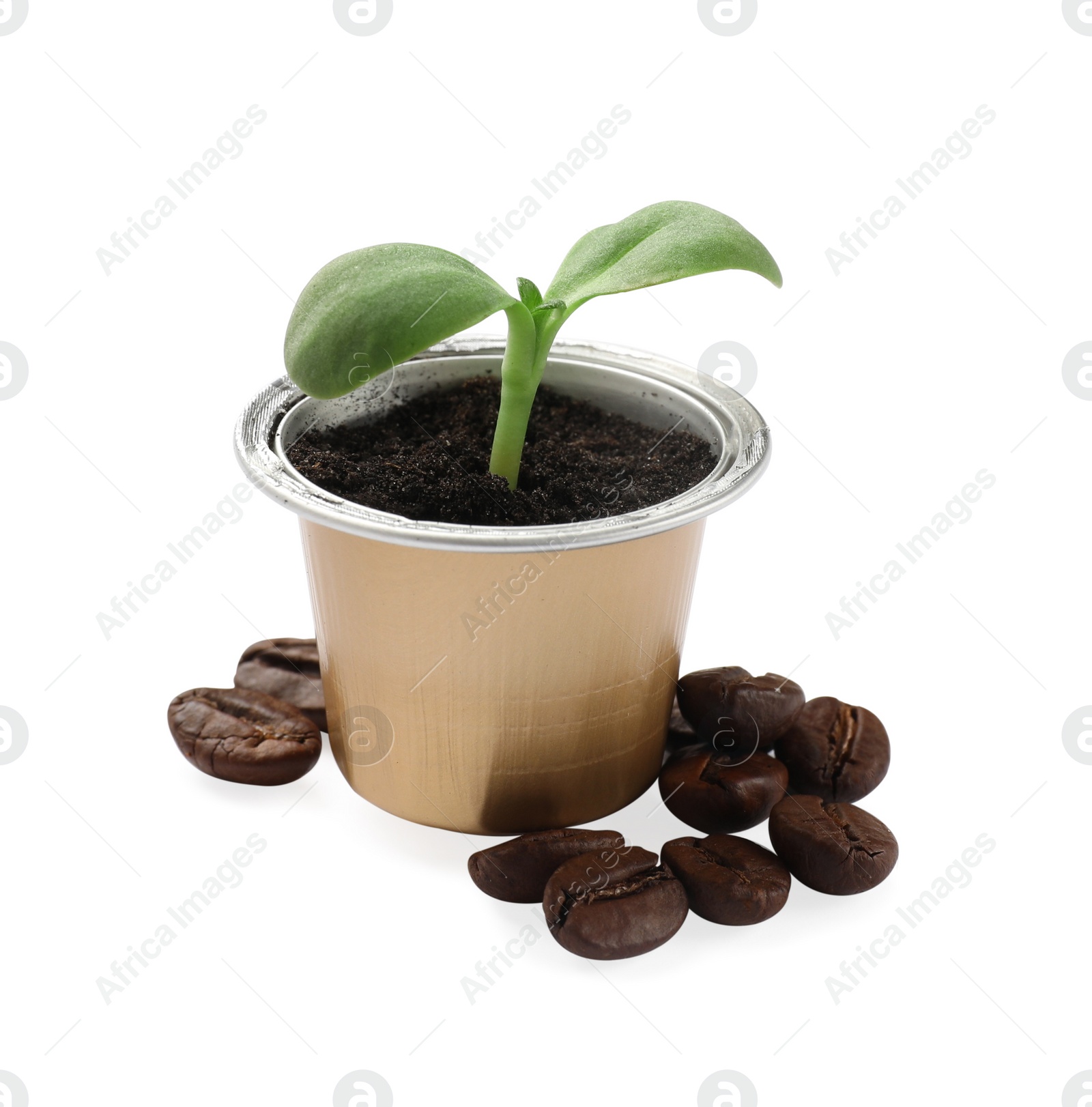 Photo of Green seedling growing in coffee capsule and beans isolated on white