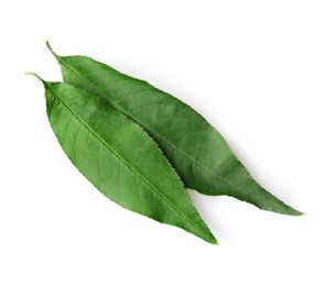 Photo of Two green peach tree leaves isolated on white