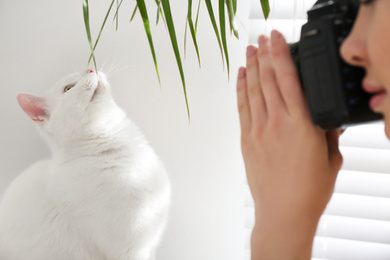 Photo of Professional animal photographer taking picture of beautiful white cat indoors, closeup