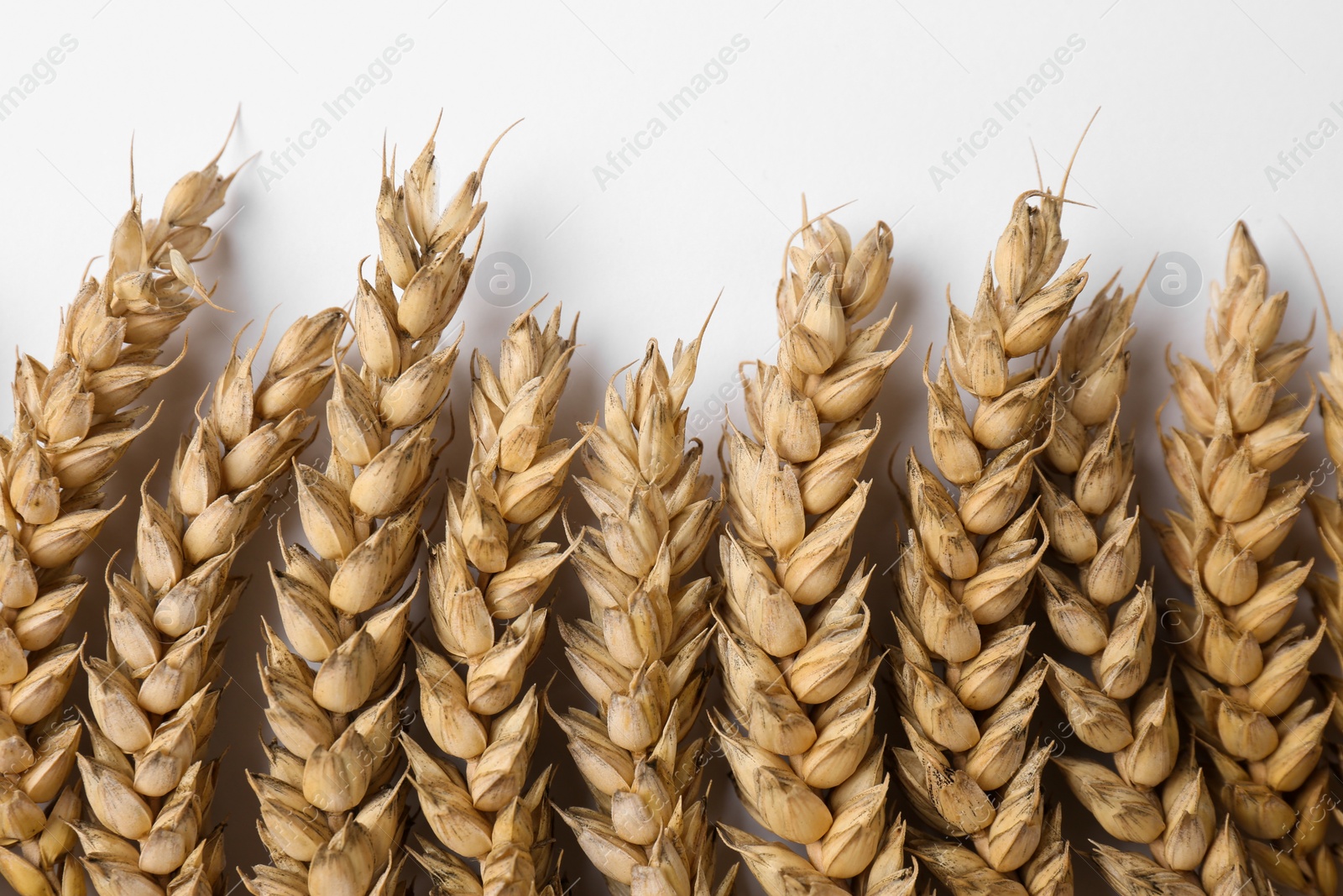 Photo of Ears of wheat on white background, flat lay
