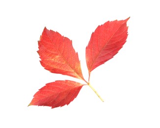 Photo of Autumn season. Bright leaf isolated on white