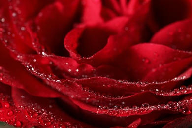 Photo of Closeup view of beautiful blooming rose with dew drops as background