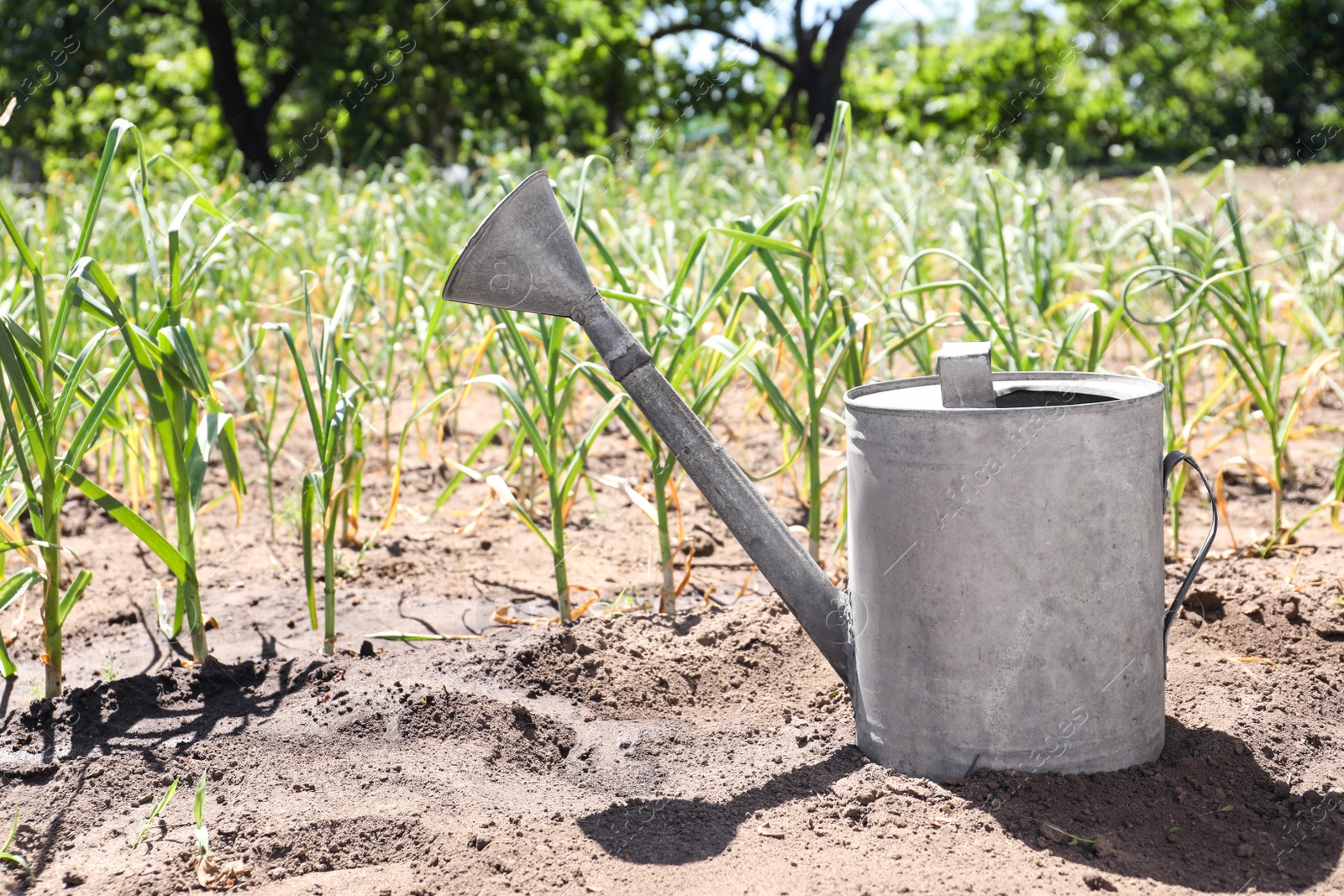 Photo of Aluminum watering can near garlic sprouts in field