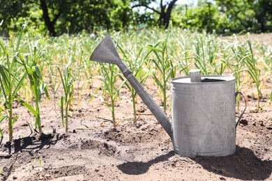 Photo of Aluminum watering can near garlic sprouts in field