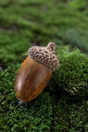 One acorn on green moss outdoors, closeup