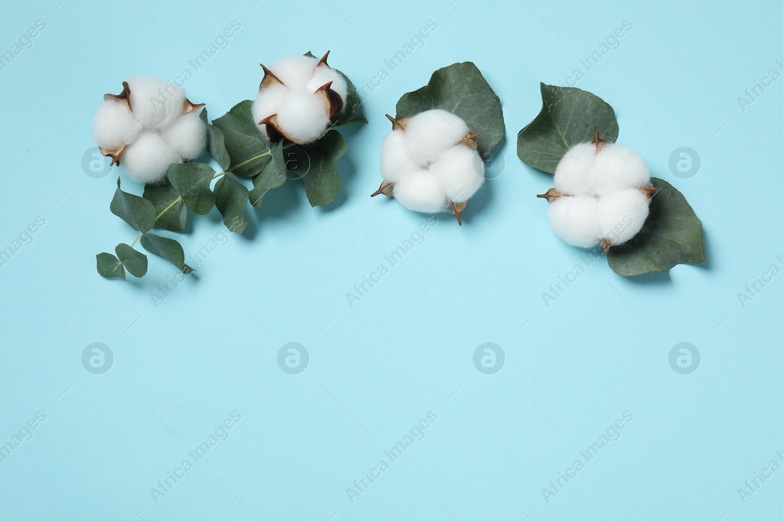 Photo of Cotton flowers and eucalyptus leaves on light blue background, flat lay. Space for text