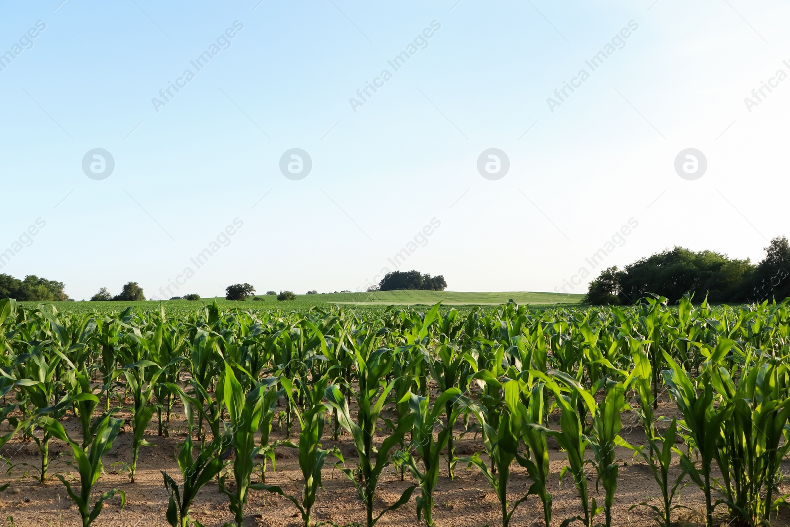 Photo of Beautiful agricultural field with green corn plants on sunny day