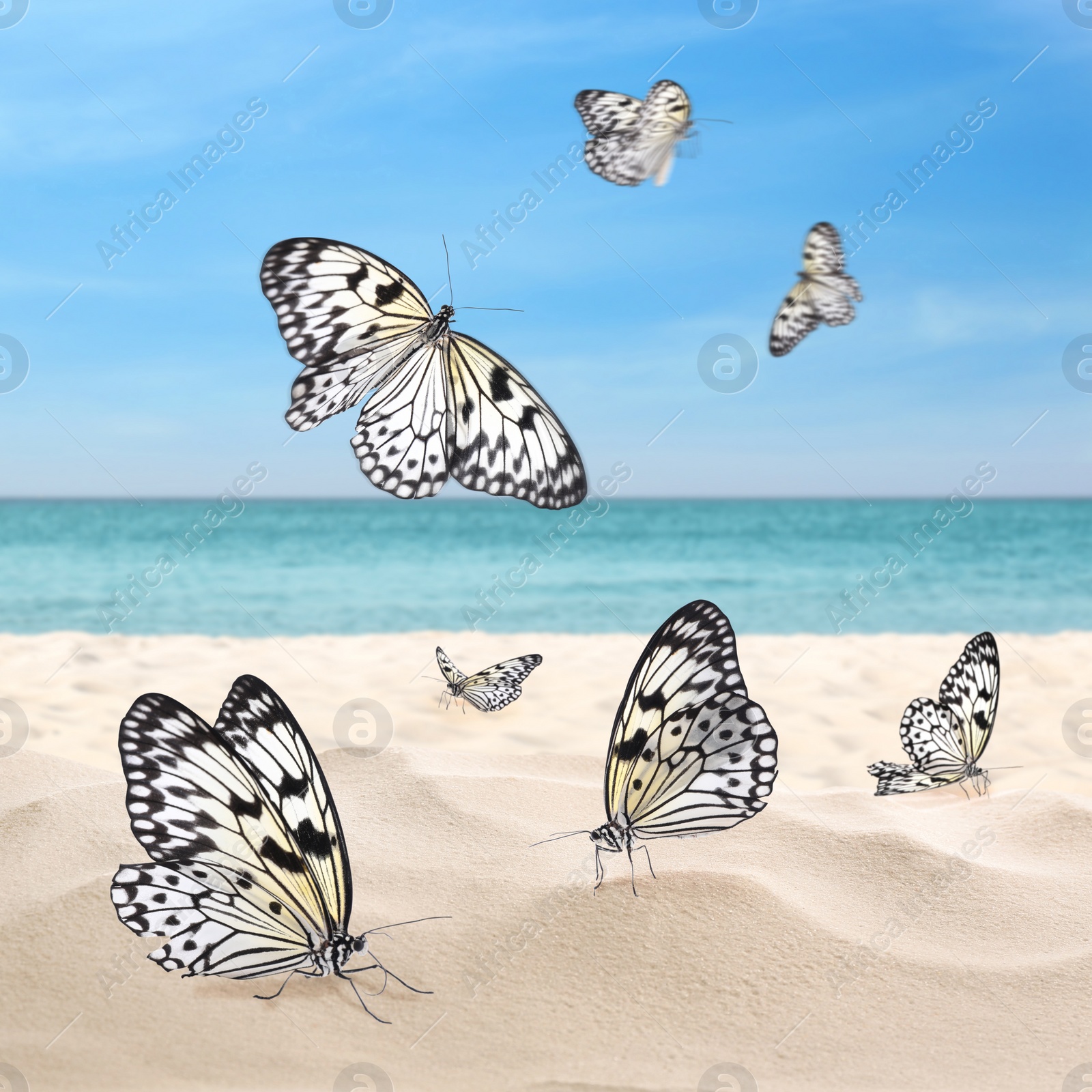 Image of Beautiful view on ocean beach with amazing butterflies 