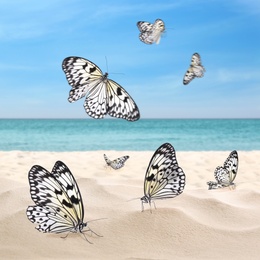 Beautiful view on ocean beach with amazing butterflies 