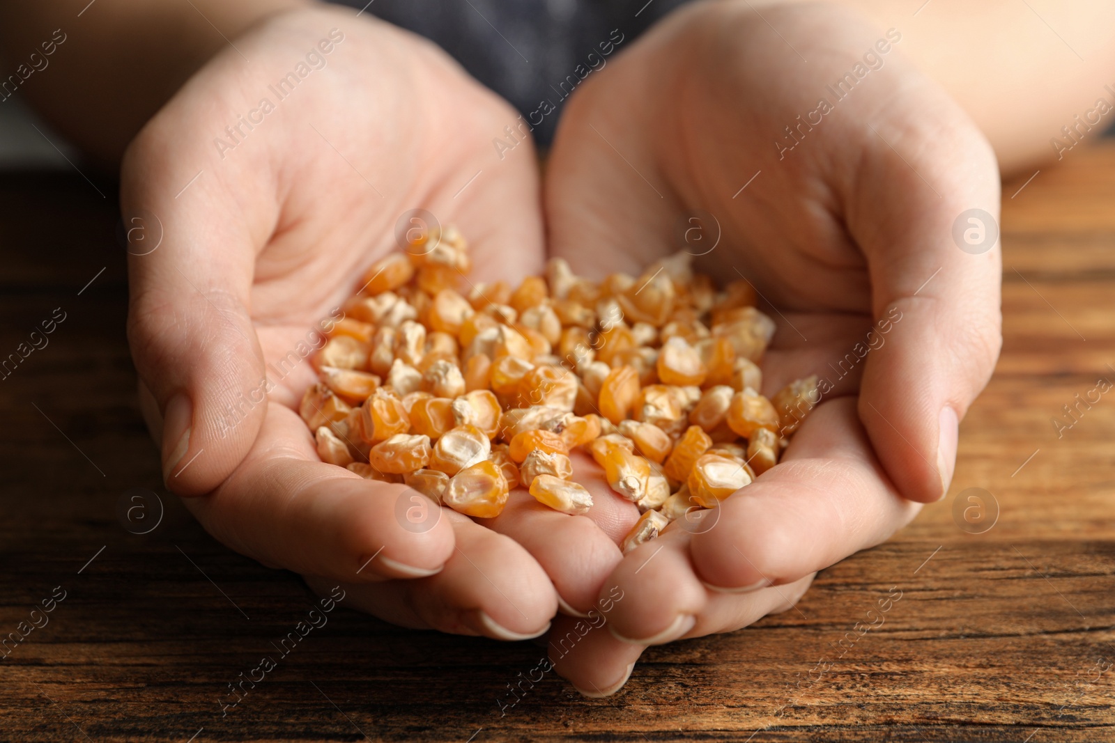 Photo of Woman holding pile of corn seeds at wooden table, closeup. Vegetable planting