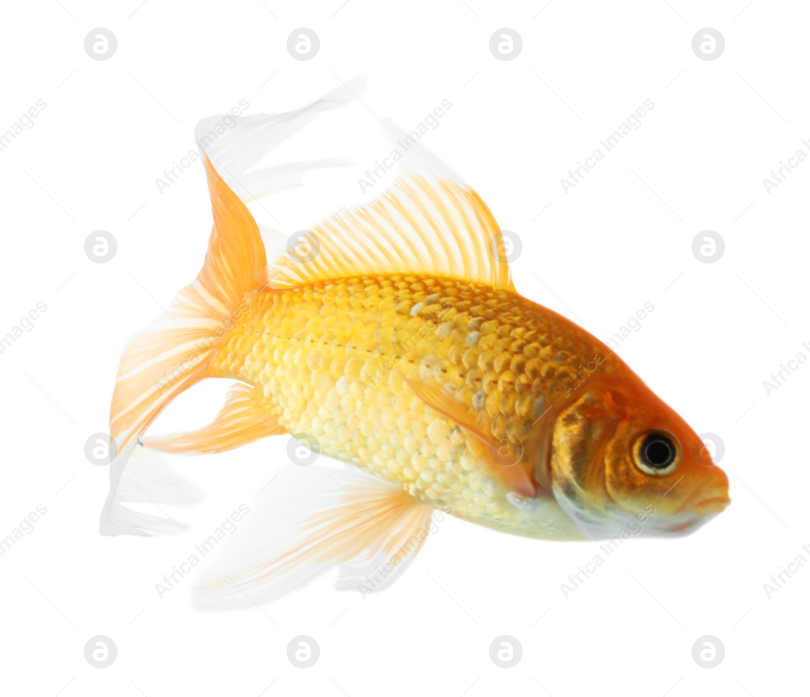 Photo of Beautiful bright small goldfish isolated on white