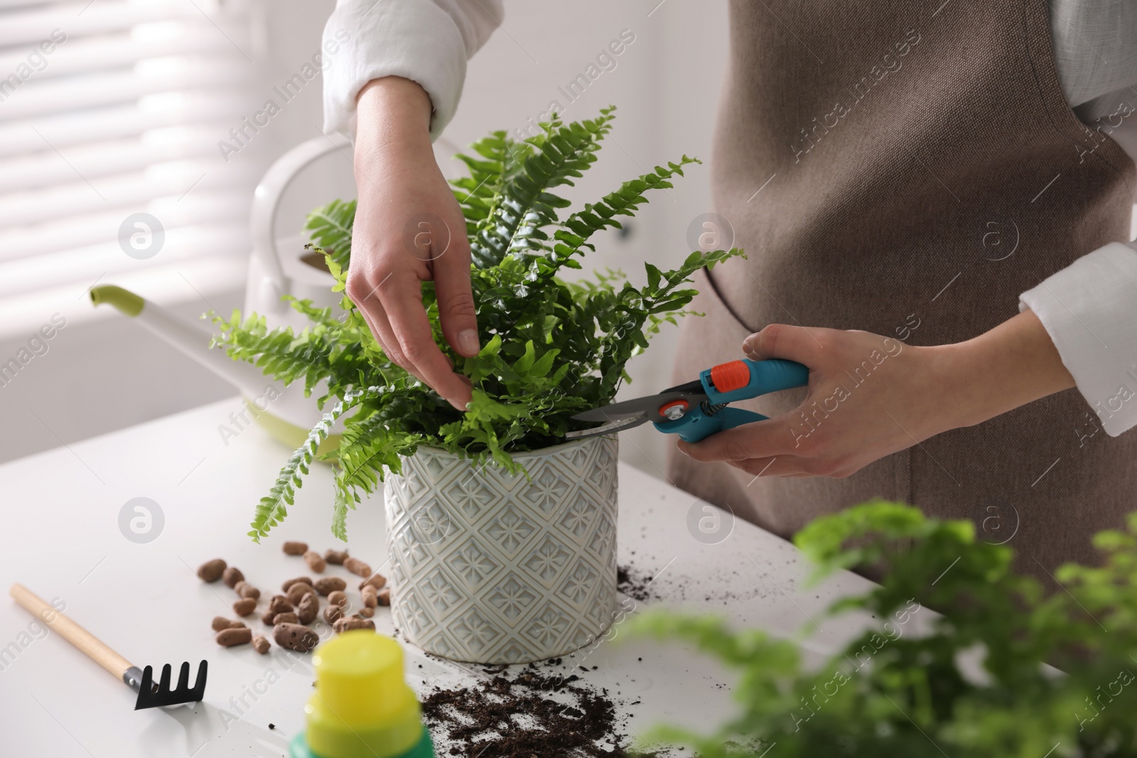 Photo of Woman cutting leaf of fern at white table indoors, closeup