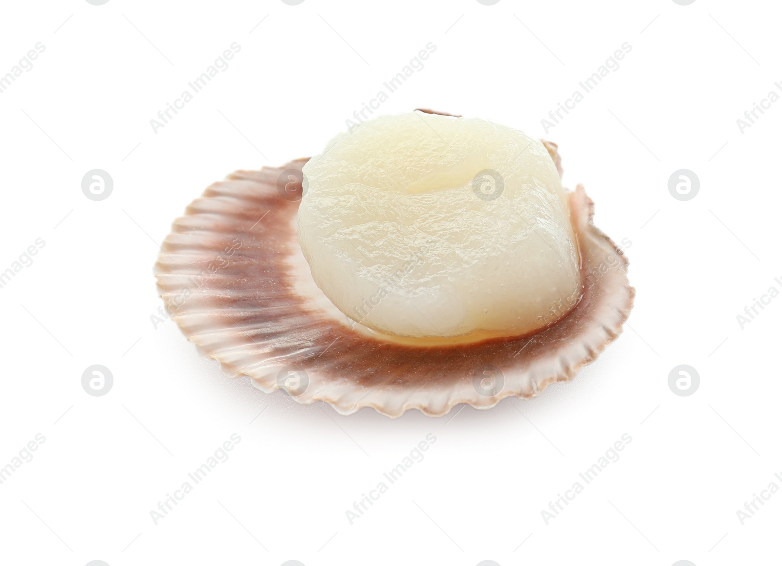 Photo of Fresh raw scallop in shell isolated on white