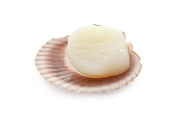 Fresh raw scallop in shell isolated on white