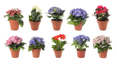 Image of Collection of beautiful flowers in pots on white background. Banner design