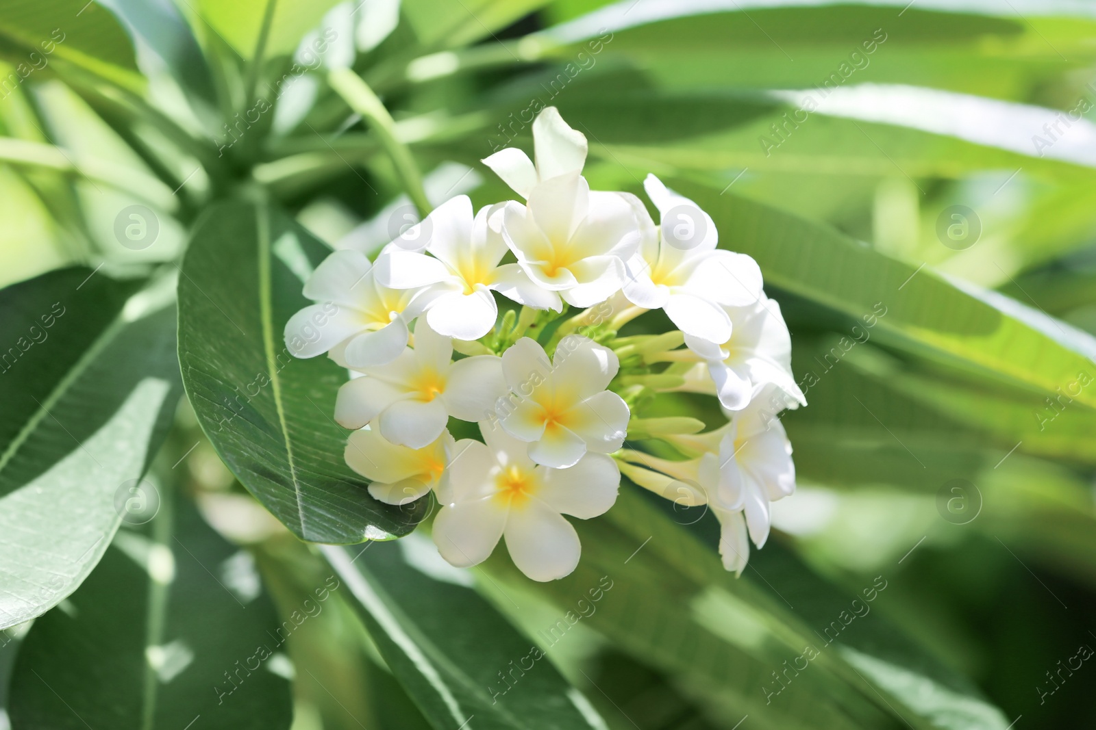 Photo of Beautiful white flowers at tropical resort on sunny day