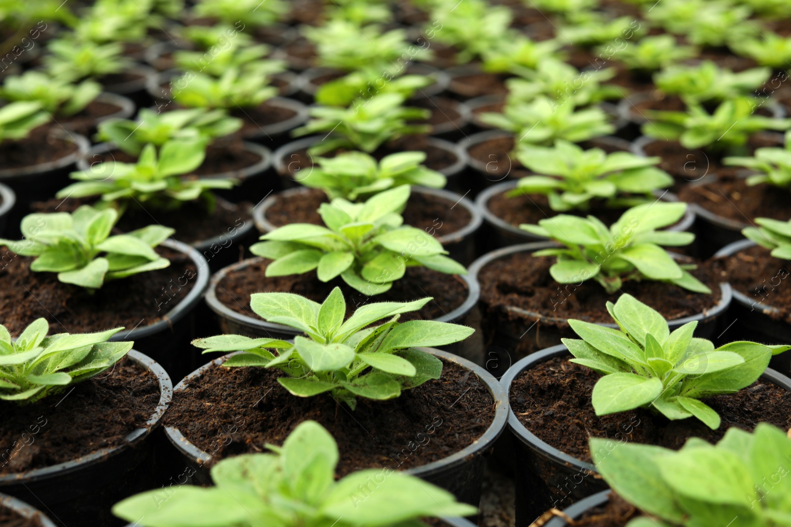 Photo of Many fresh green seedlings growing in pots with soil, closeup