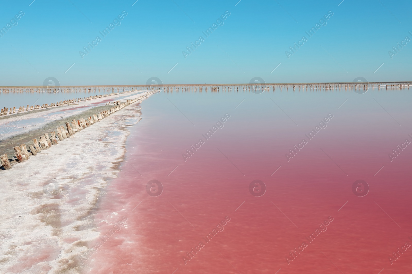 Photo of Beautiful view of pink lake on summer day