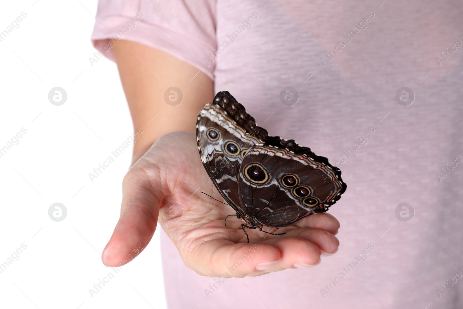 Photo of Woman holding beautiful common morpho butterfly on white background, closeup