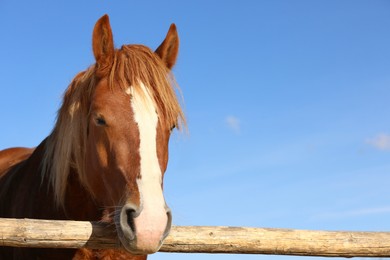 Horse near wooden paddock against blue sky. Beautiful pet