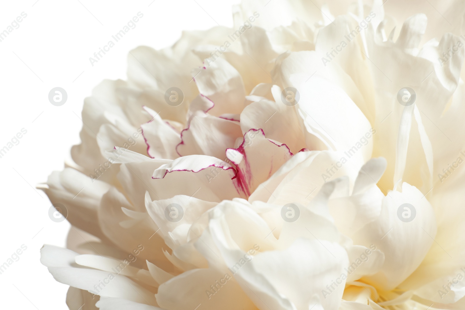 Photo of Beautiful blooming peony flower on white background, closeup