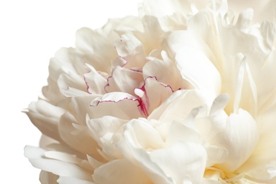 Photo of Beautiful blooming peony flower on white background, closeup