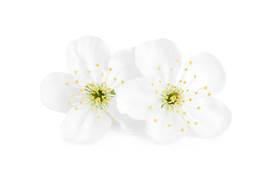 Photo of Beautiful tree blossom isolated on white. Spring season