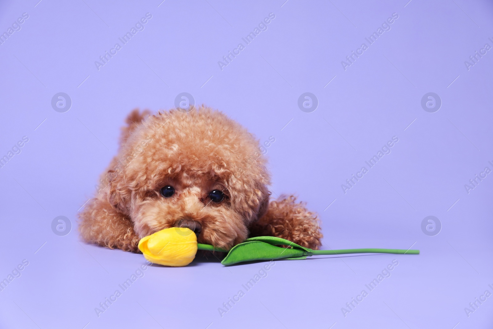 Photo of Cute Maltipoo dog with yellow tulip flower on light purple background. Space for text