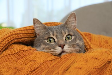 Photo of Beautiful grey tabby cat wrapped in warm blanket at home, closeup. Cute pet